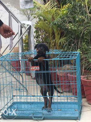 Femaly rottweiller puppy of 1.5 months is