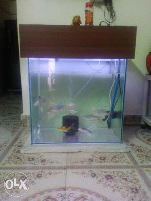 Fish tank with fish, water filter,& top