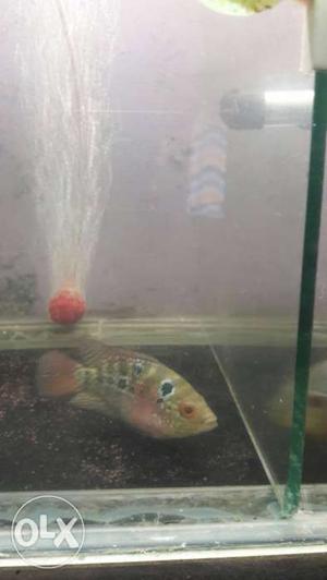 Flowerhorn imported baby
