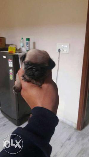 Full heavy fawn color pug puppies sel at singh