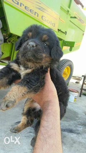 Gaddi puppy dark colour low Price