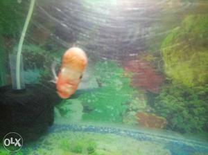 Good quality flowerhorn up for sale interested
