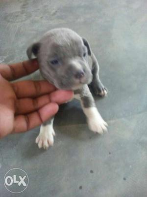 Grey white color americn bully pup at singh kennel