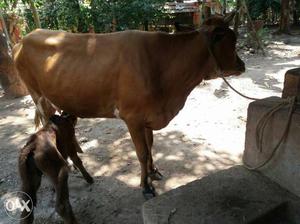 Jersey cow for sale with calf. daily morning we