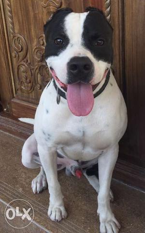 Pitbull 1 year old very good and playfull dog in