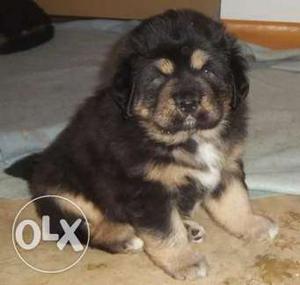 Princy kennel;- Tibetan mastiff puppy super cool