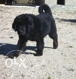 Princy kennel tibetan mastiff puppy is very strong for sell