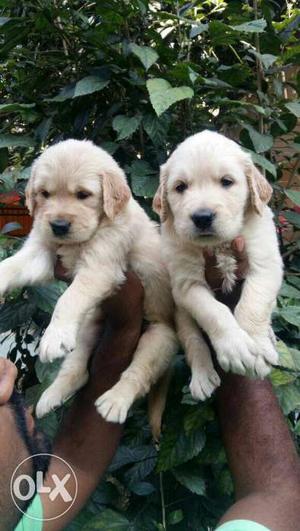 Pure gold golden retriever puppies,free home