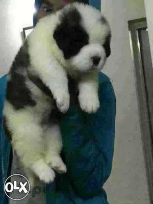 REWA:-- Labrador" Doberman" Pug" All Puppeis