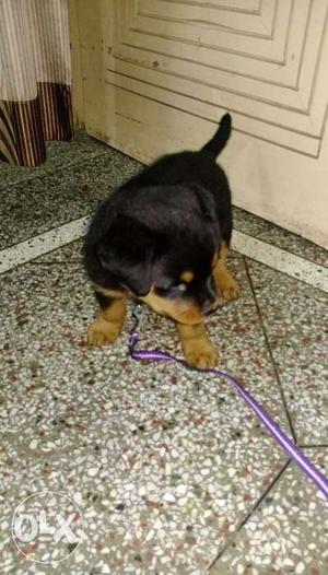 Rottweiler puppy, very healthy and best breed. 30