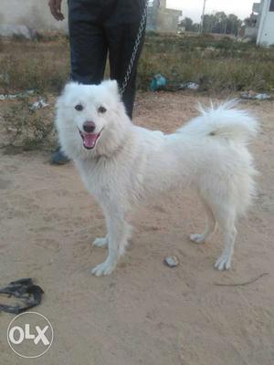 She is pomerian breed and very sweet in nature