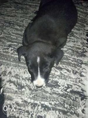 Short Coat Black And White Puppy