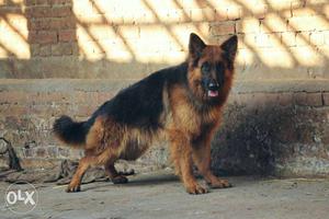 Show Quality Double Coat Shepherd Puppy Sell