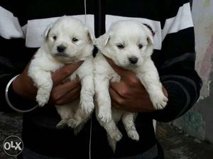 Show quality white color mini spitz puppies sel