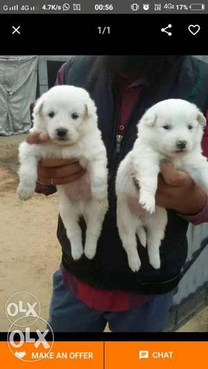 Snow white mini pom puppies at singh kennel