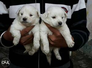 Snow white short height german mini pom puppies