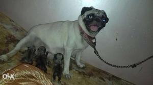 So sweet so beautiful home dogs Pug 5 days is old