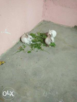 Three White Baby Rabbits