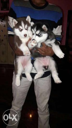 Two Brown-and-white. Black-and-white Siberian Husky Puppies