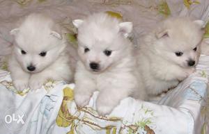 Very Beautiful Small Height White Spitz Pup Sell