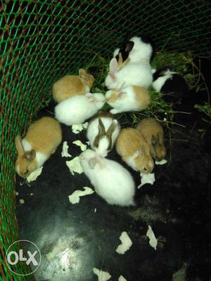 White Brown And Black Rabbits Litter