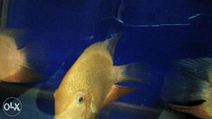 Yellow Scaled Aquarium Fish
