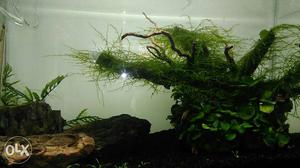 2 feet aquarium for its in very good condition I