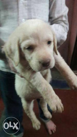 2 months old labrator retriever puppies available