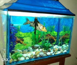 2ft aquarium with all accessories and decorations