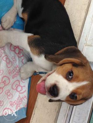 2months pure champion breed beagle vaccinated