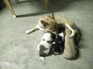 3 Male Chihuahua Puppies for sale
