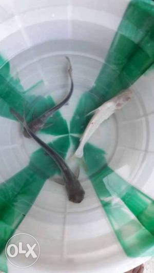 3 shark fish at low cost. good condition.