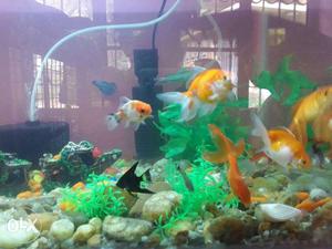 3ft/1.5 ft aquarium with fish and accessaries
