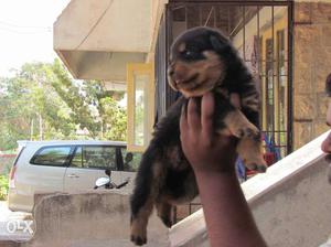 40 days old rottweiler puppies for sale at gokak.