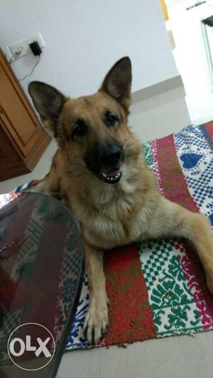 4year old German Shepherd available for mating..