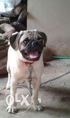 4yr Male pug for breeding Rs or without puppy Price