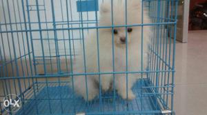 5 months old Toy Pomeranian available