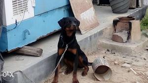 6 months old Female Rotweiler price negotiable