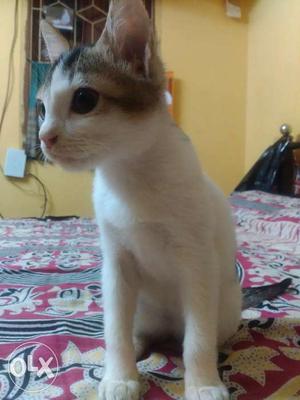 6 months old kitten, very friendly, also has a