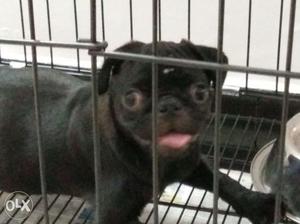 60 days old male pug puppy for sale(with and