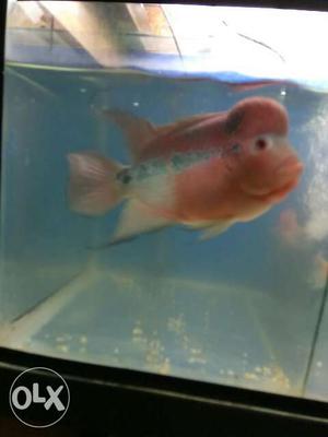 A big size10inch + Good quality flowran fish for