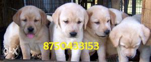 Active and Healthy Labrador and German shepherd puppy for