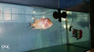 Albino flowerhorn fish long body imp male