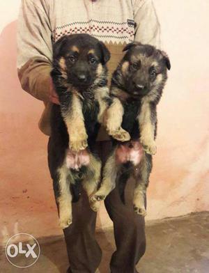 All top breeds available GERMAN SHEPHERD Puppies