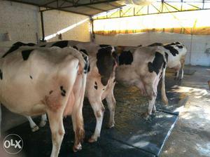 All types of cow available here with reasonable