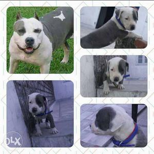 Am Pitbull show quality puppy blue and white