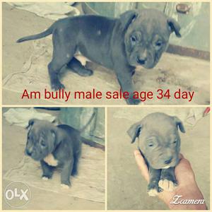 Am bully pokcet size Puppy sale Age 34 day full Qulity