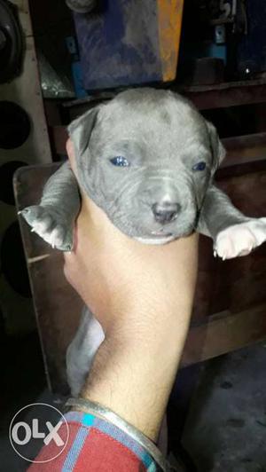 American Bully Male Pup
