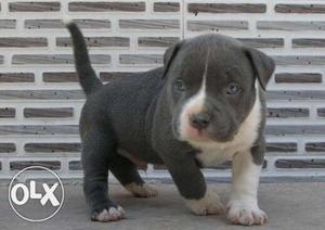 American Pitt bull available top quality