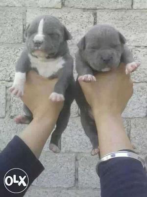 American bully pups in blue eyes available